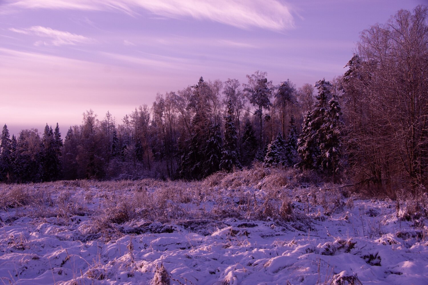 Photo #13788532
