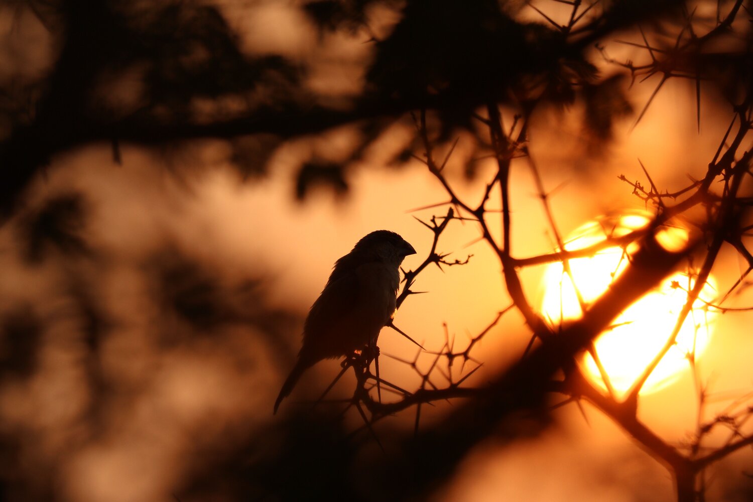 Golden Silence