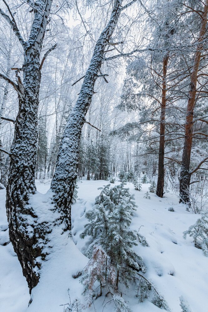 Photo #13789291