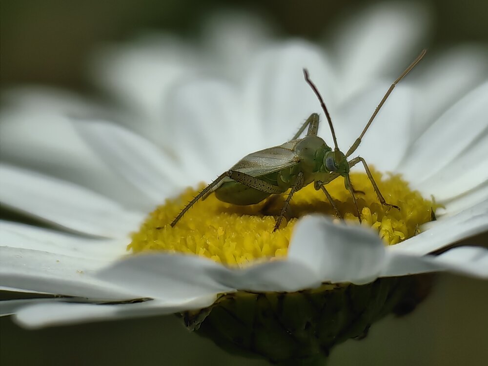 Photograph by Иван Карлов