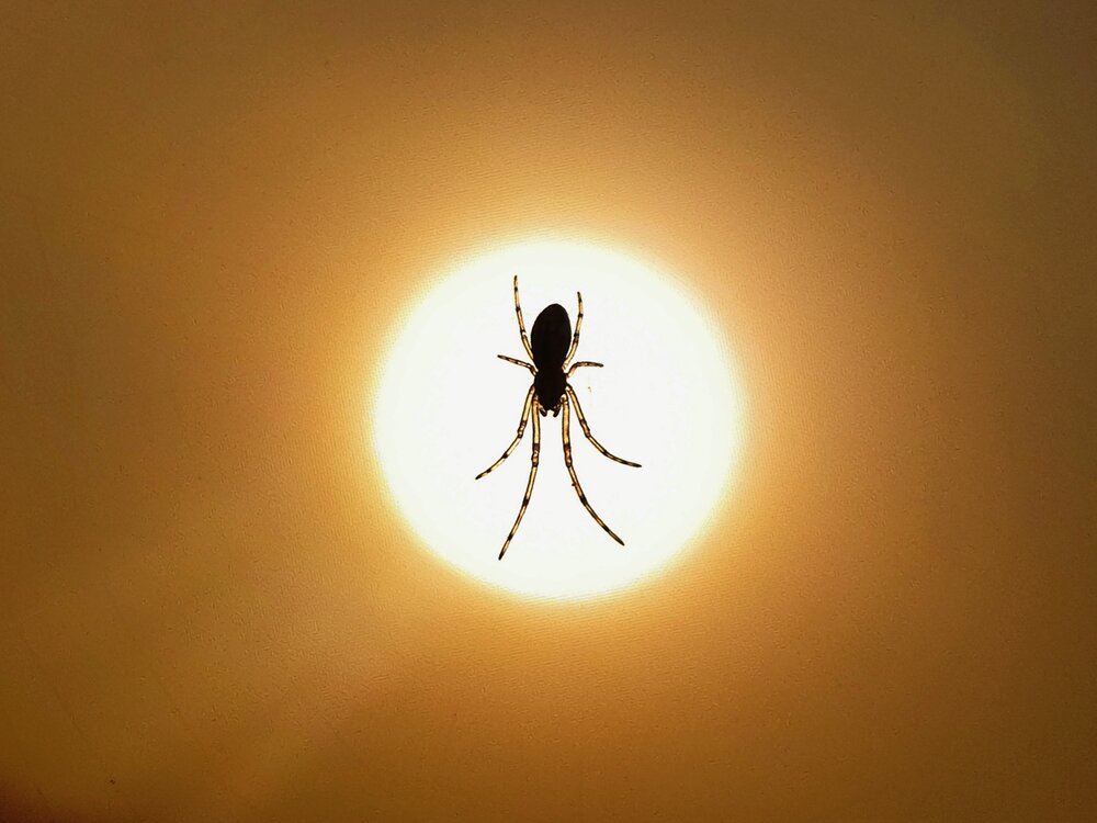 Photograph by Mrinal Saha