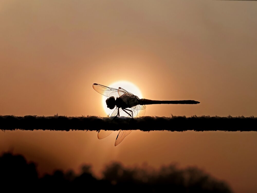 Photograph by Mrinal Saha