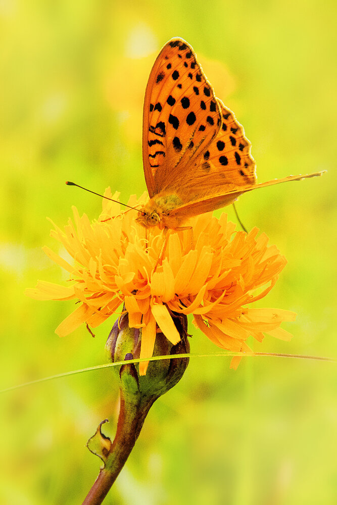 Photograph by Екатерина Невмержицкая
