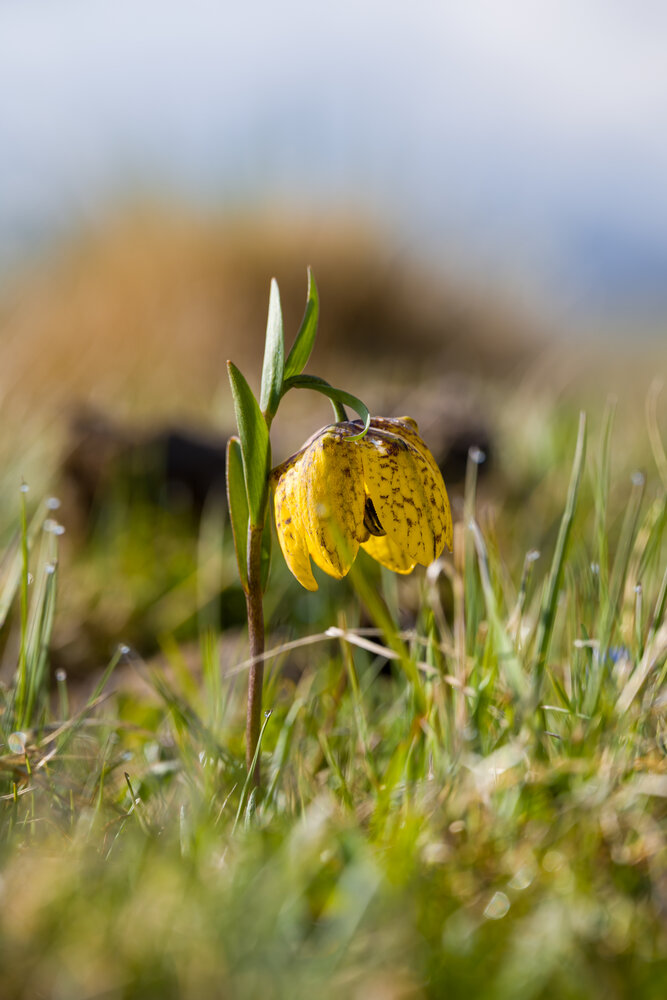Photograph by Александр Левин