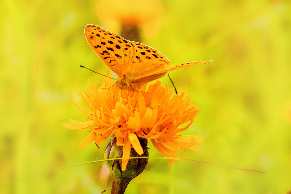 Photograph by Екатерина Невмержицкая