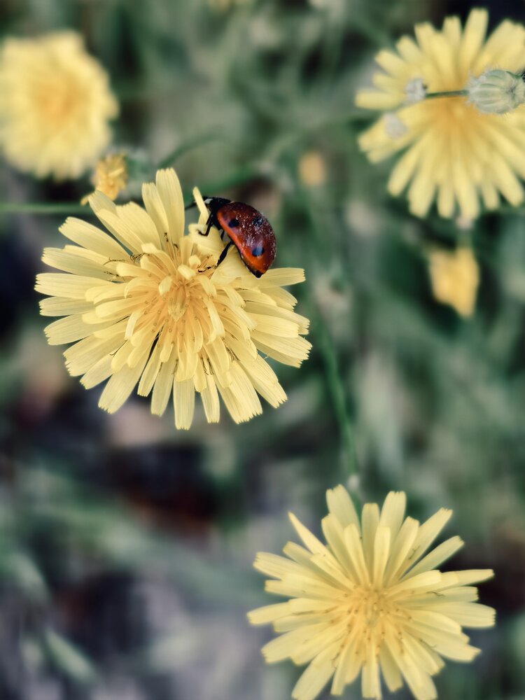 Photograph by Елена Оборник