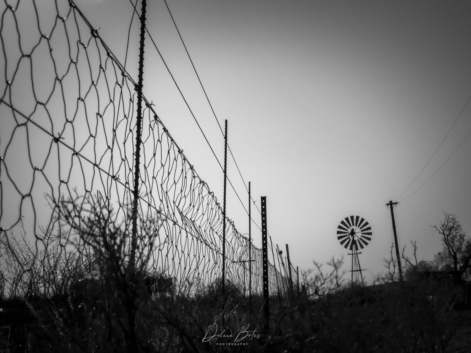 The Sentinels of Silence