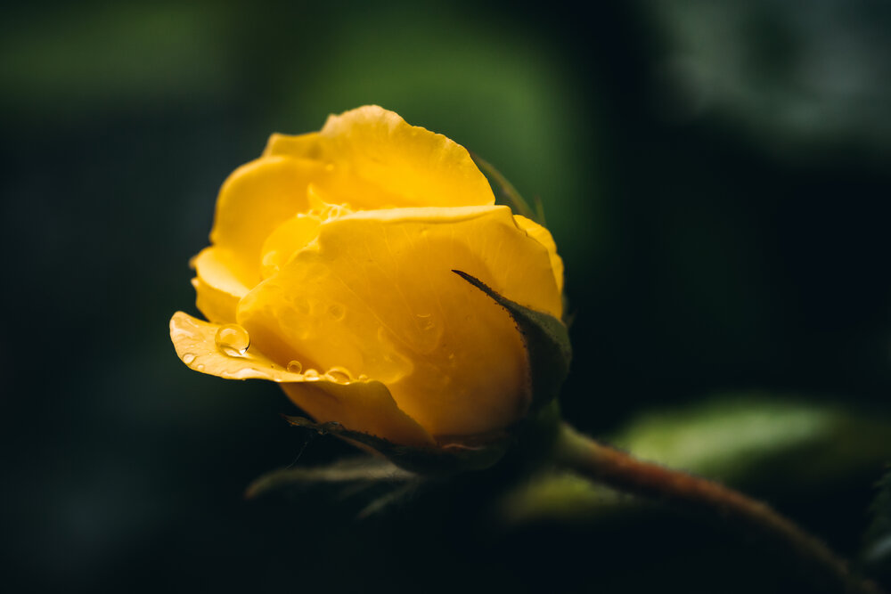 Photograph by Александра Плискова
