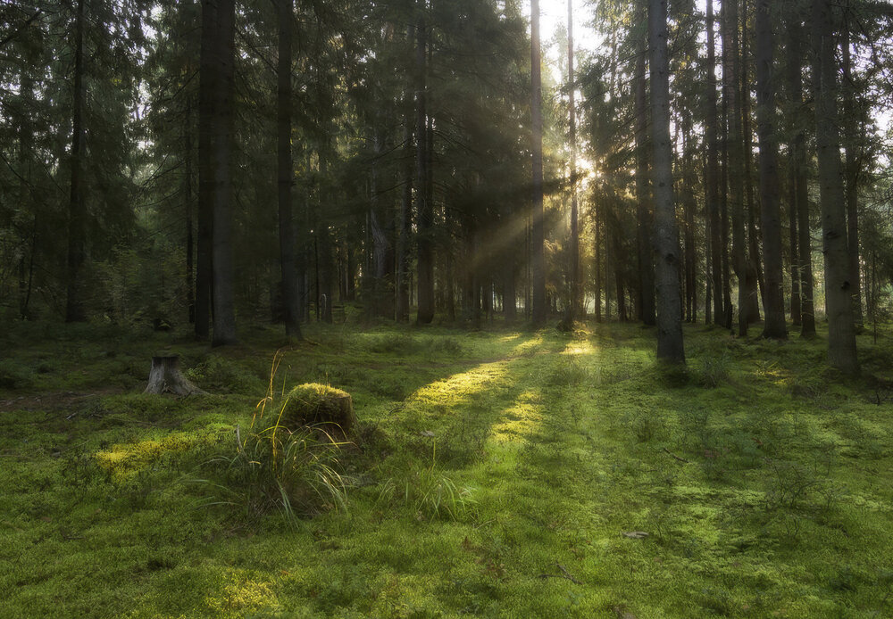 Photograph by Марина Брыдня