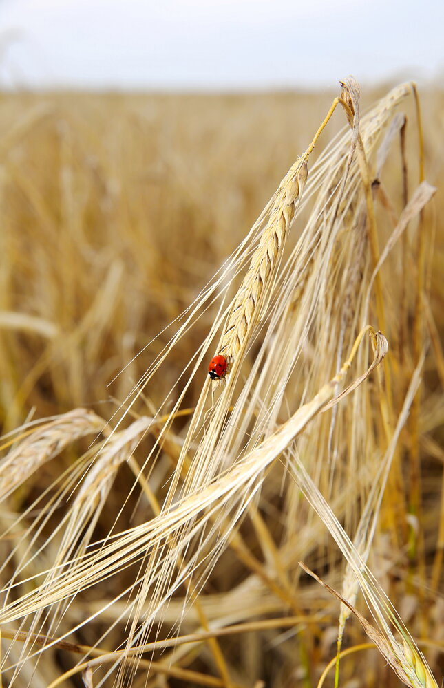 Photograph by Андрей Стародубцев