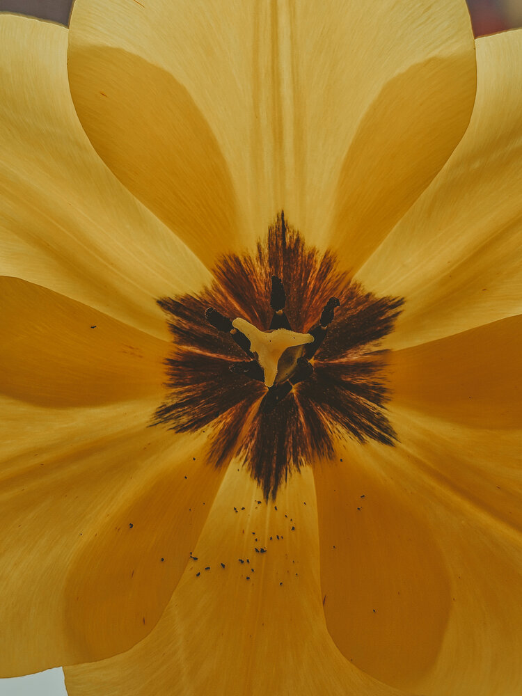 Photograph by Irina Chka
