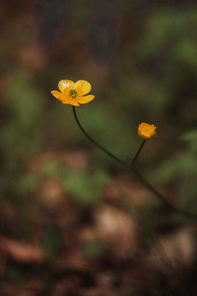 Photograph by Irina Chka