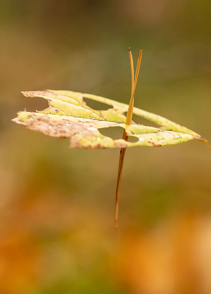 Photograph by Andrey Pristyazhnyuk