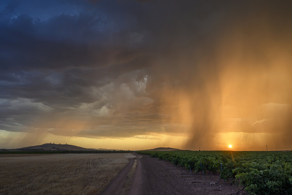 Golden rain
