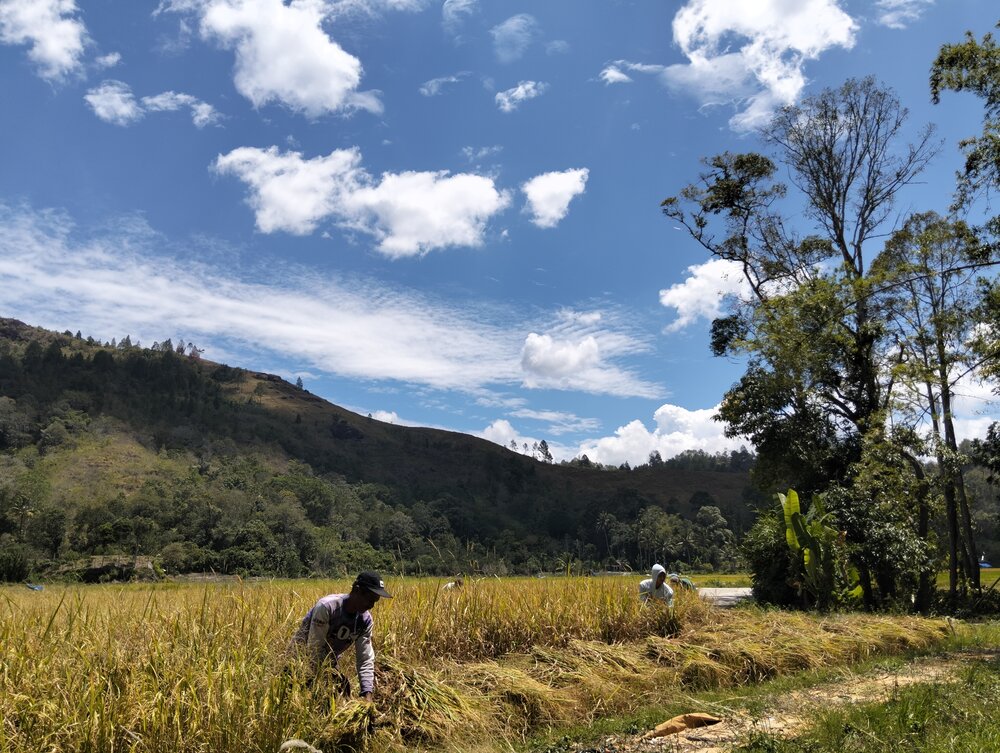 Harvest Paddy