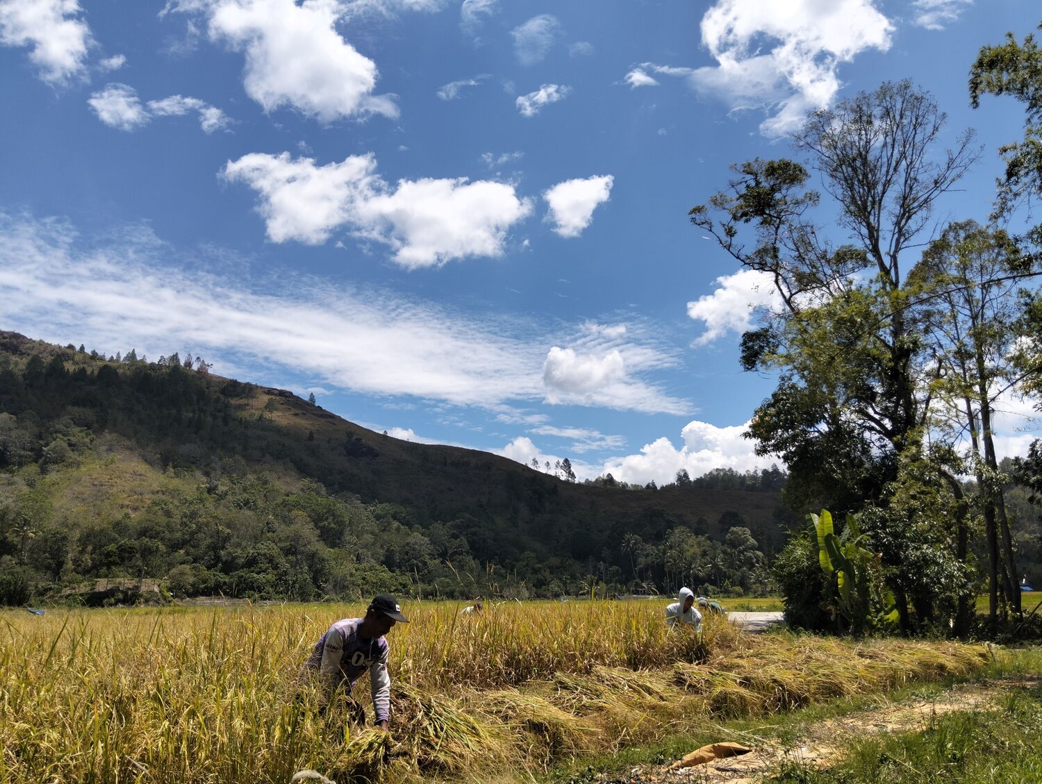 Harvest Paddy