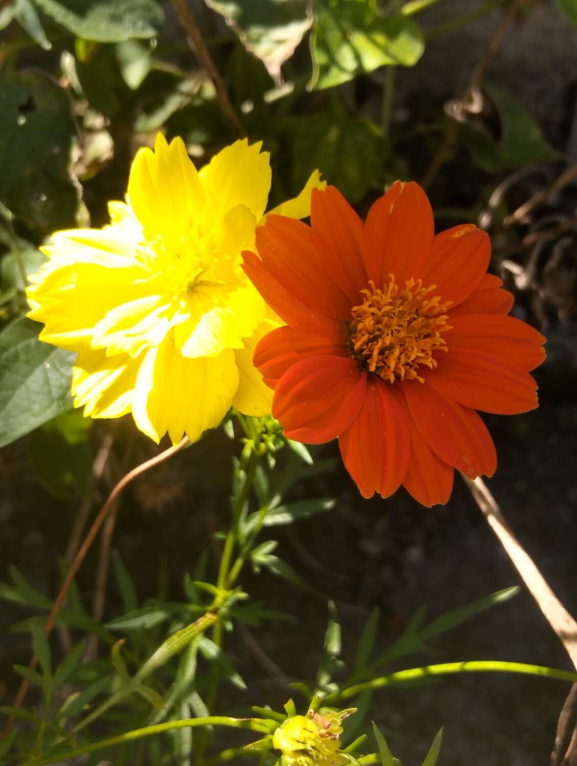 Yellow and Orange Colour
