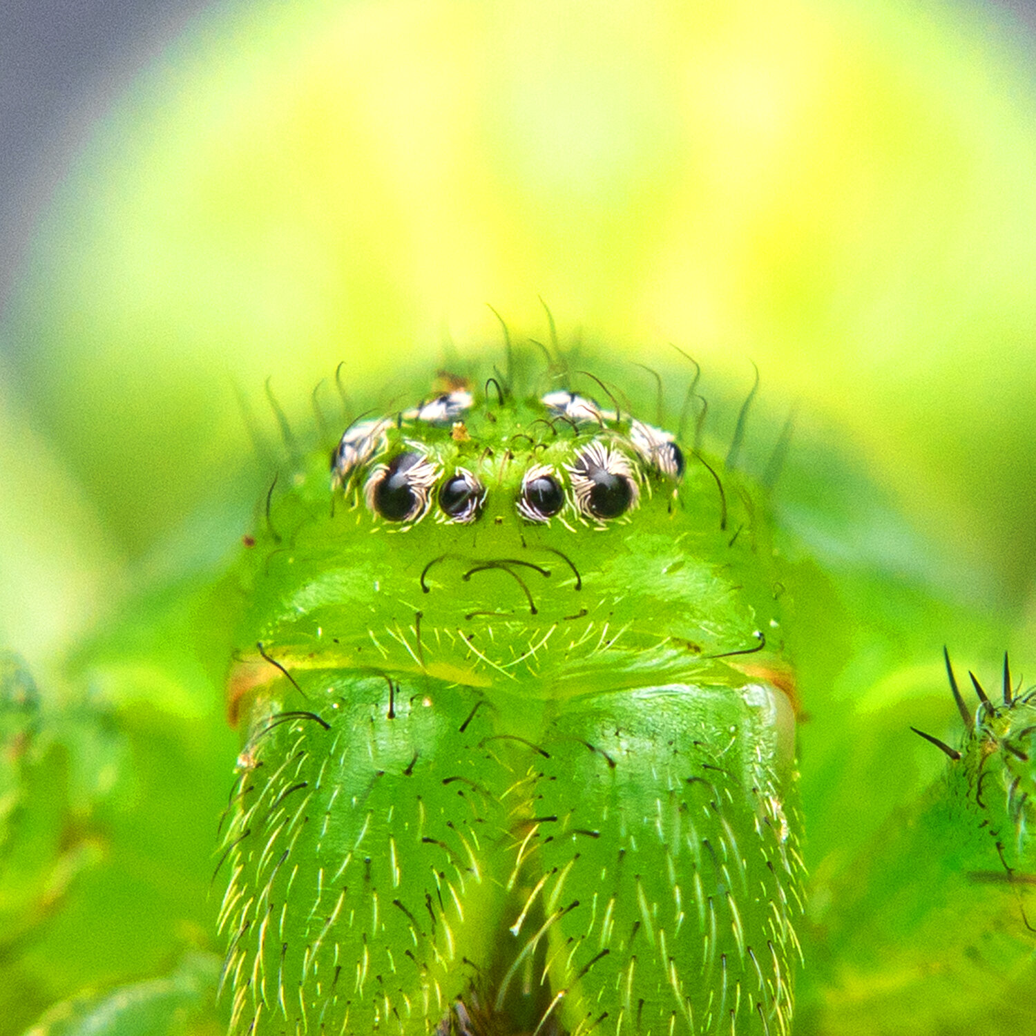 Зеленый паук Micrommata virescens
