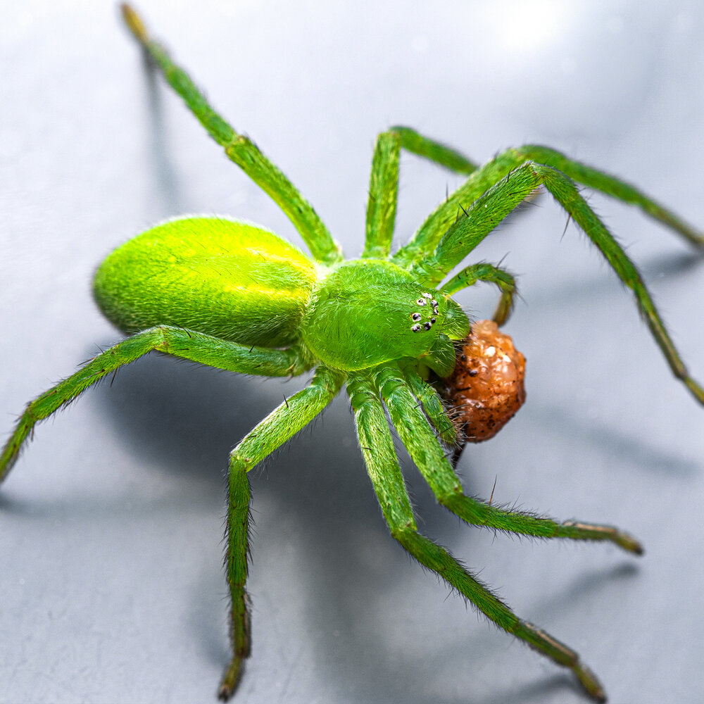 Зеленый паук Micrommata virescens