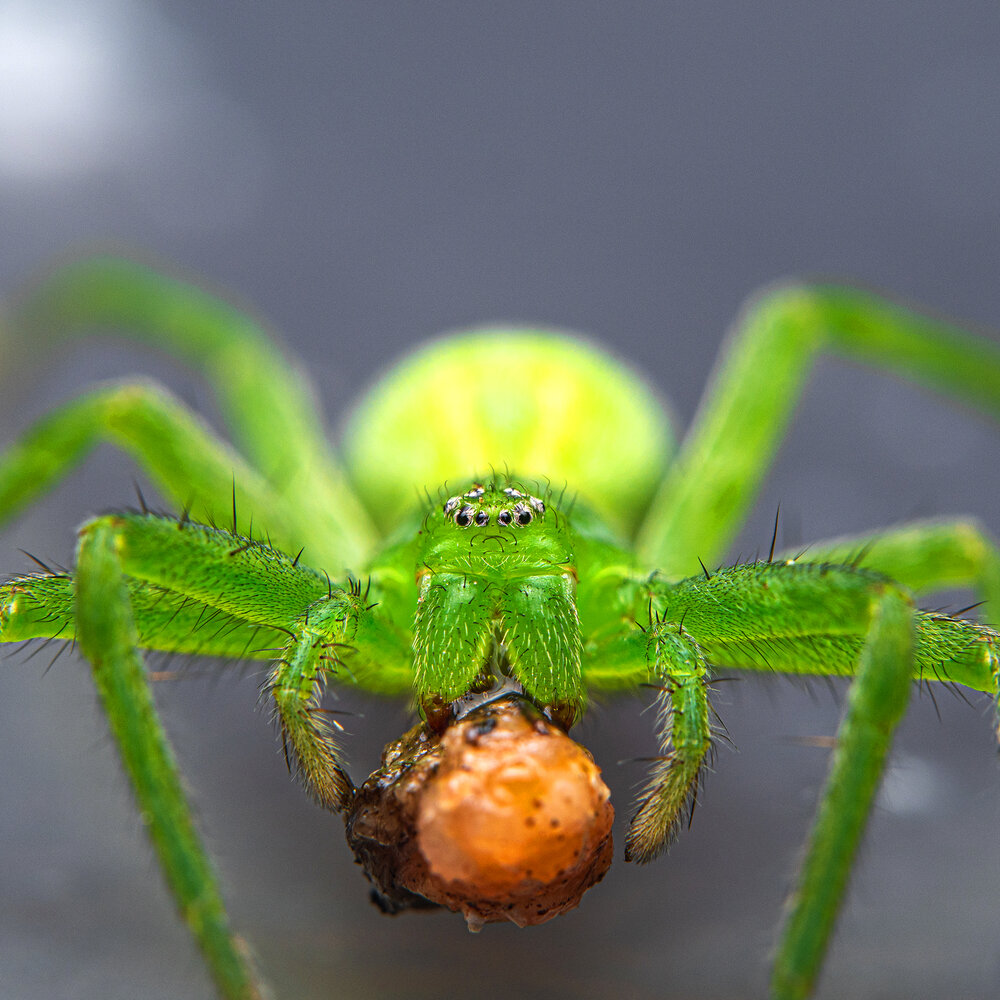 Зеленый паук Micrommata virescens