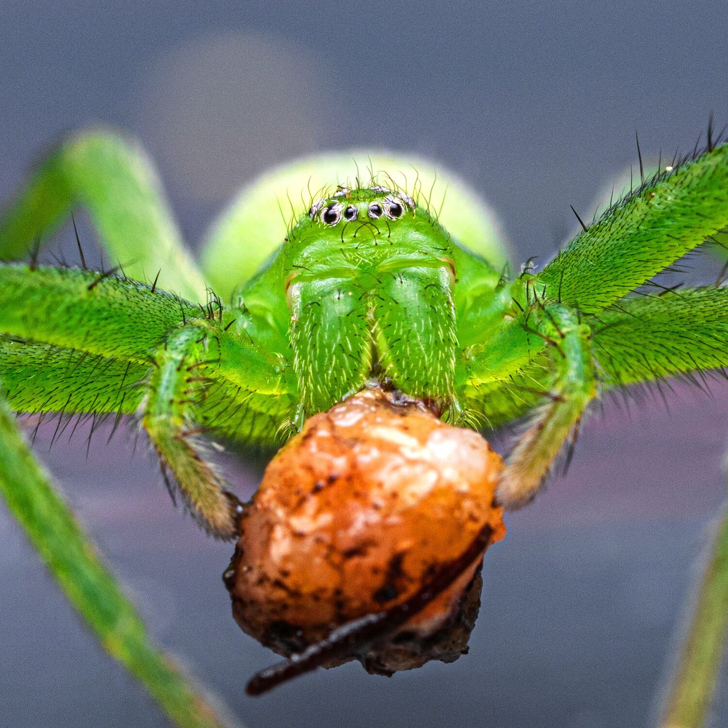 Зеленый паук Micrommata virescens