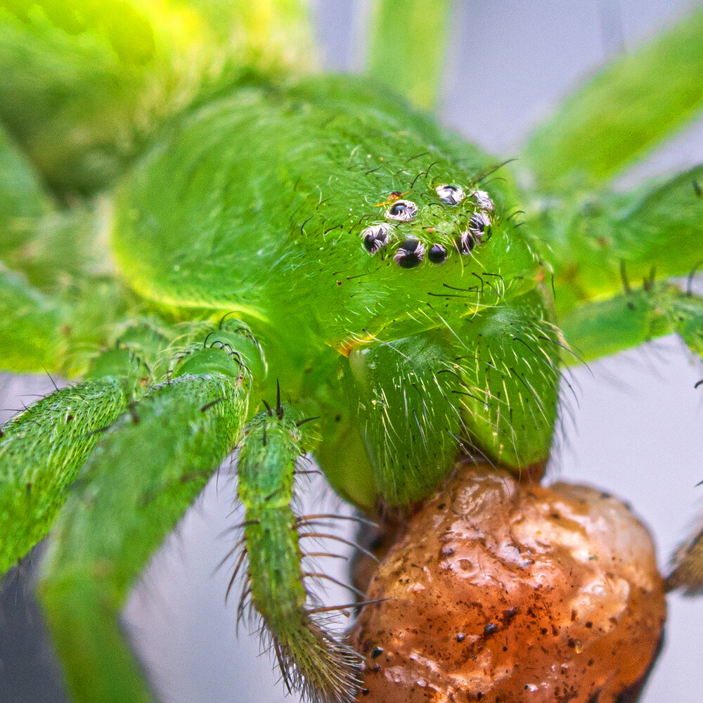 Зеленый паук Micrommata virescens