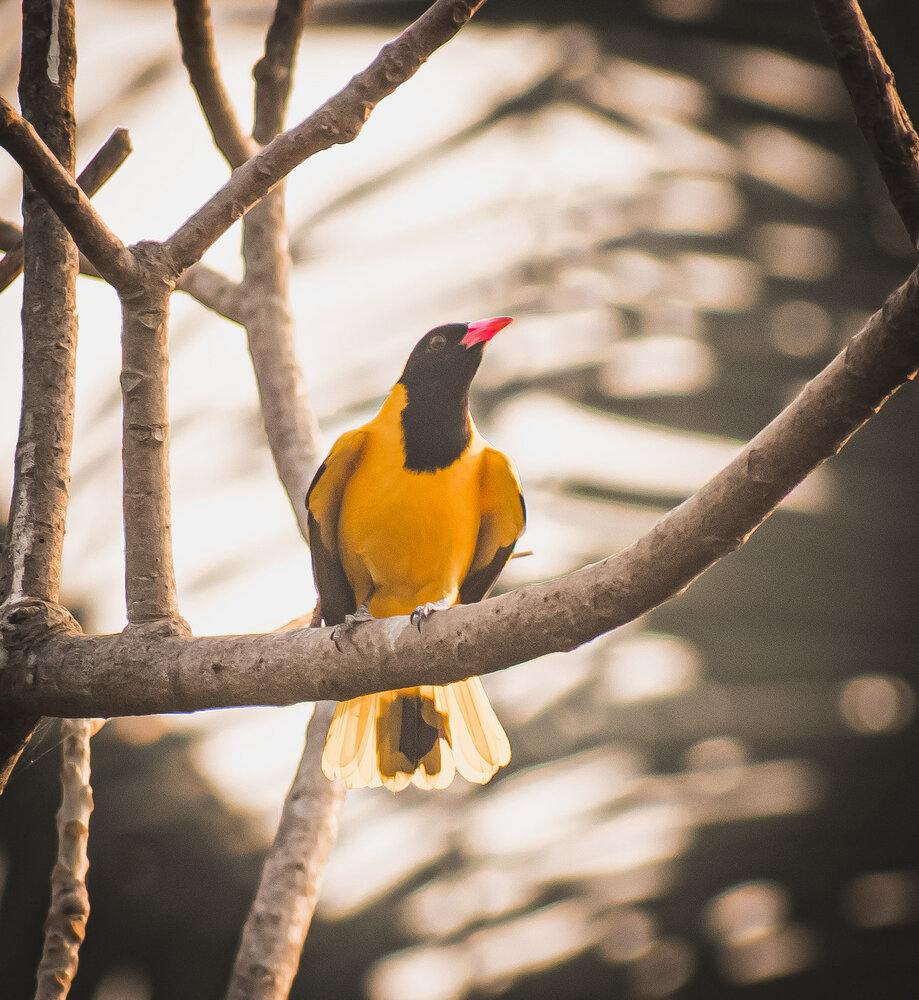 Фотография автора Biplob Ghosh