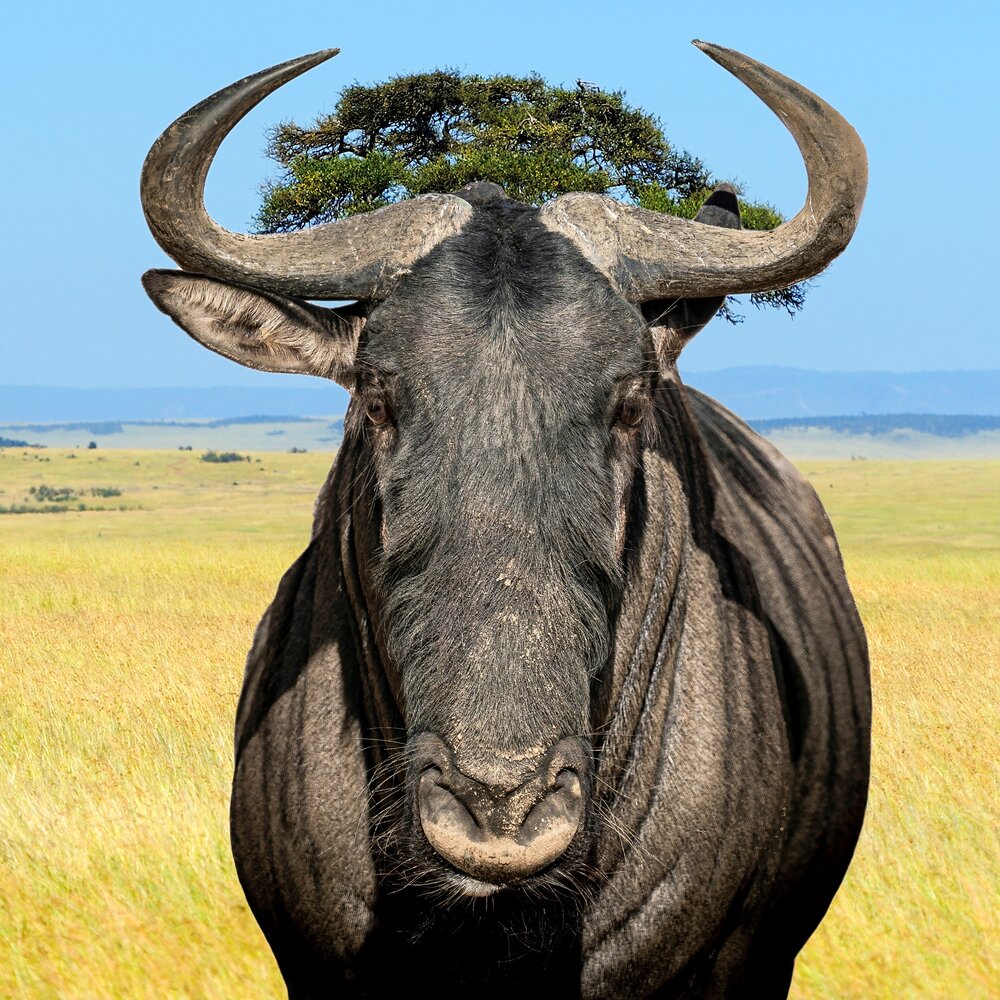 Wildebeest Staring