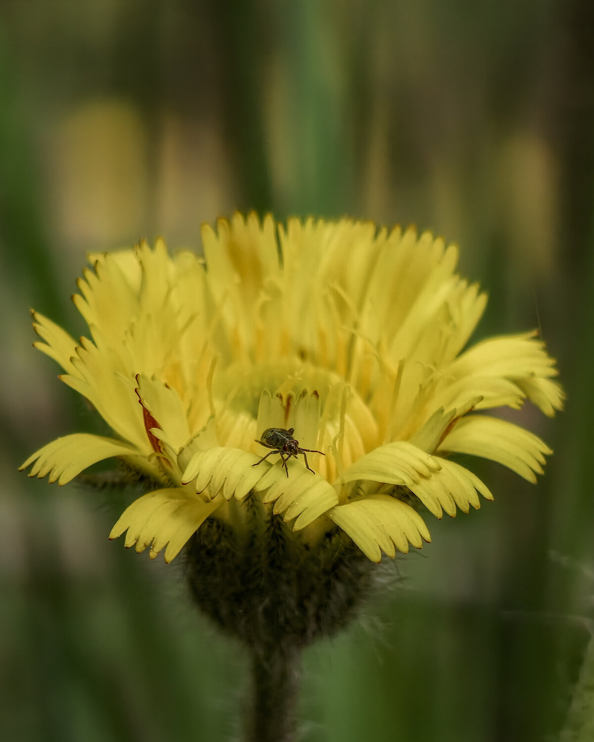 Yellow Microworld