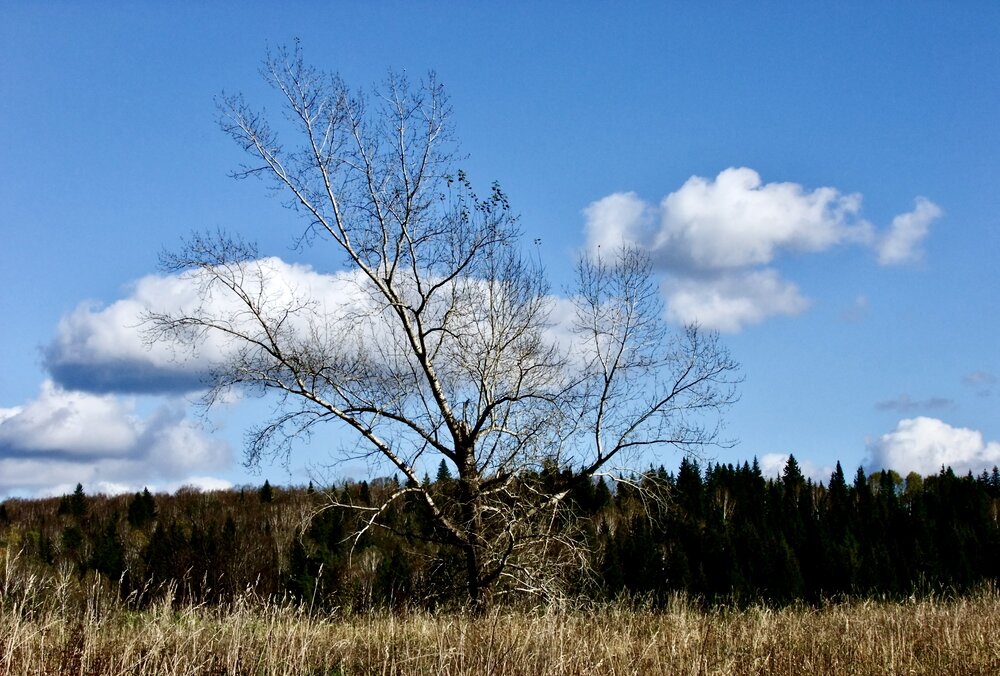 Photograph by Татьяна Шитлина