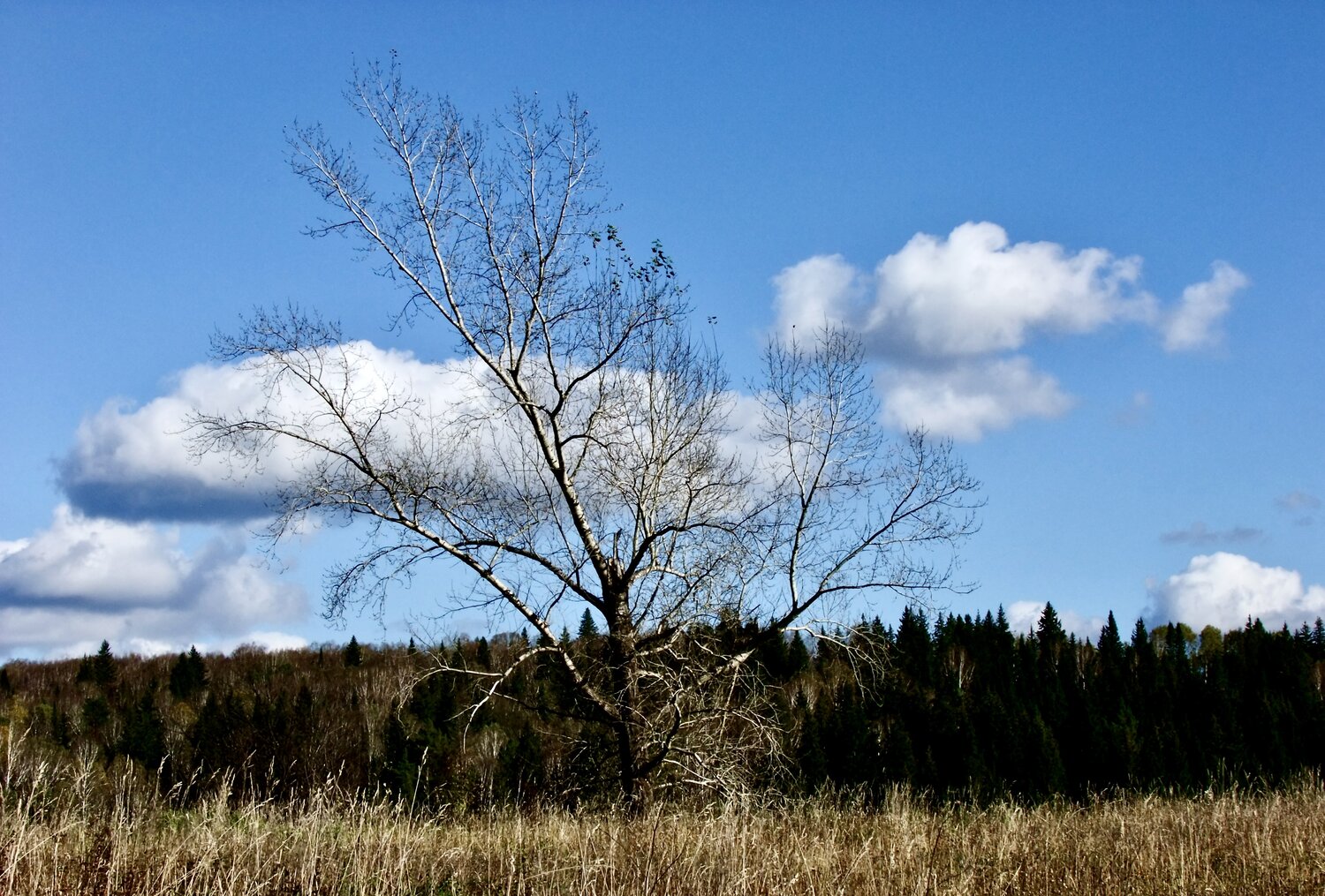Photo #13792282