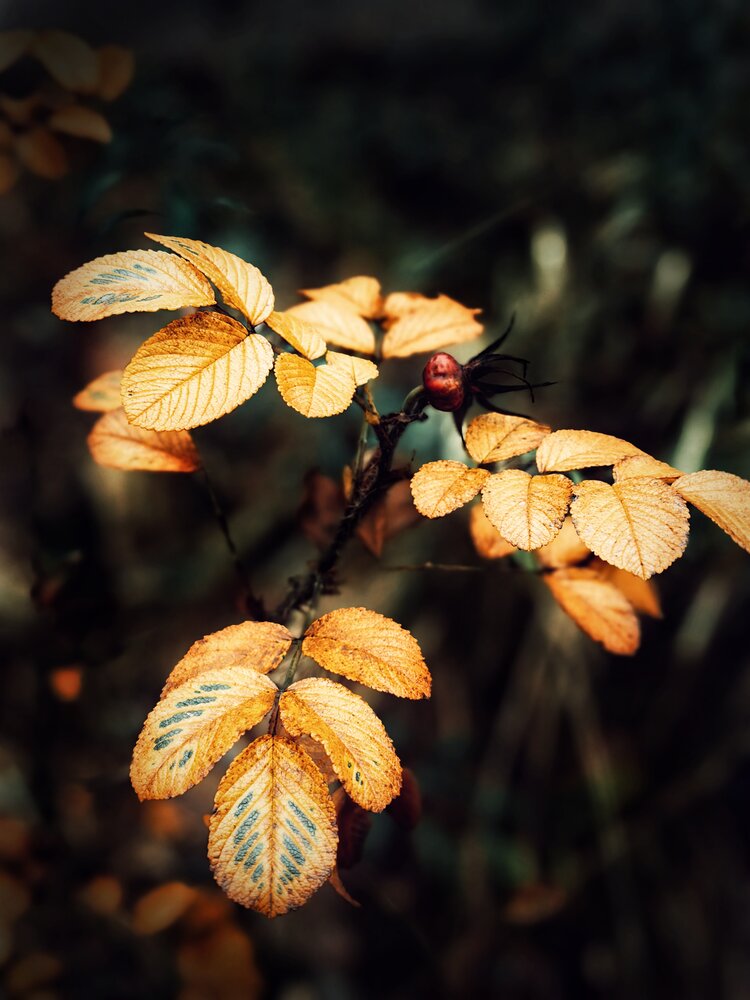 Photograph by Ярославна