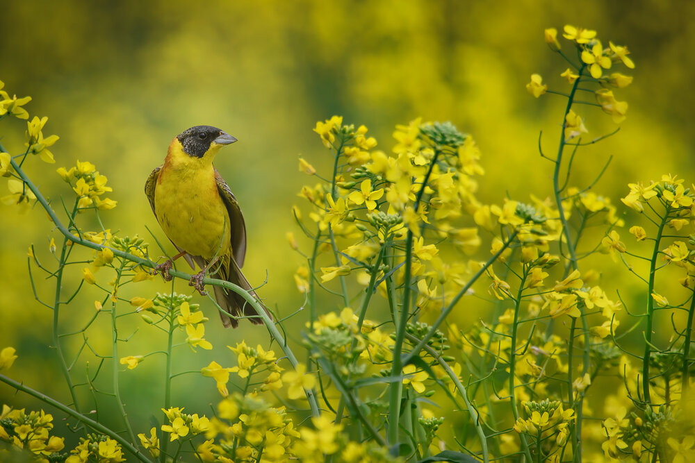 Photograph by Медведева Светлана