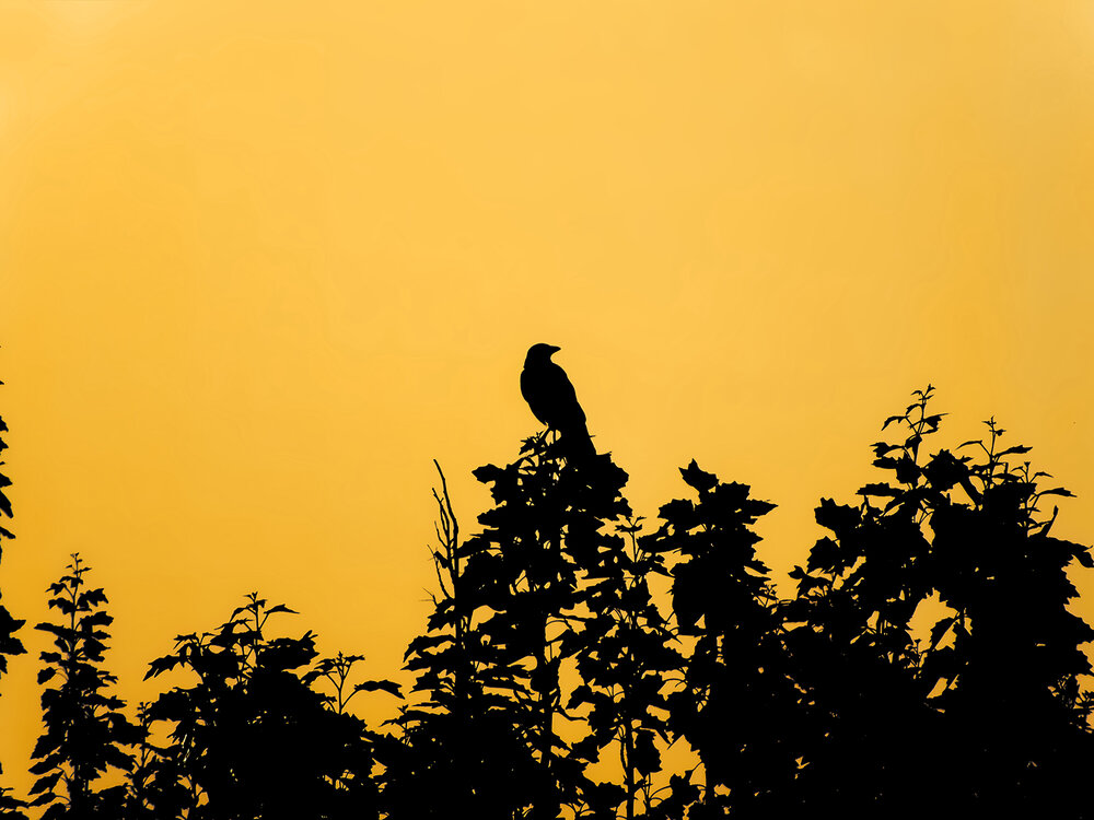 Photograph by Davoud Naeimi