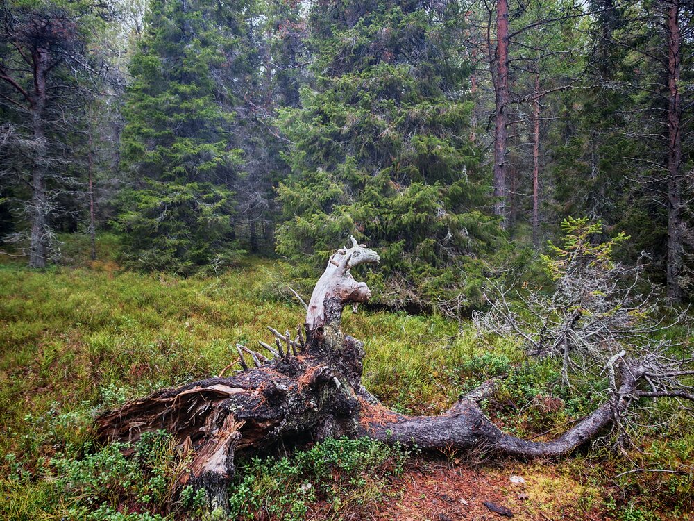 Photograph by Наталья Половая