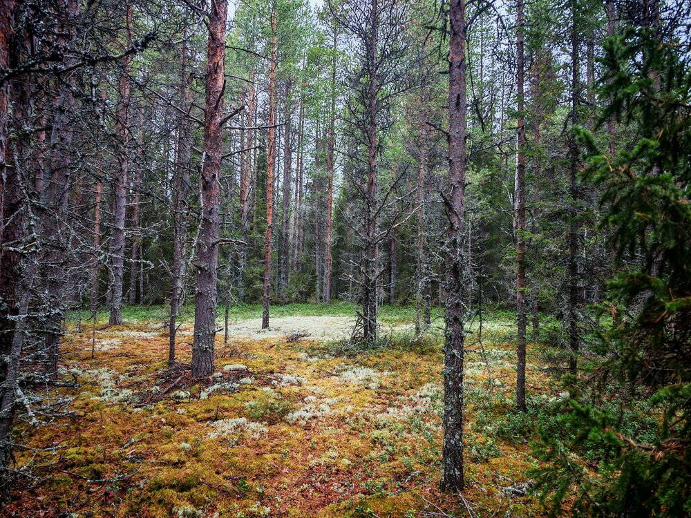 Photograph by Наталья Половая