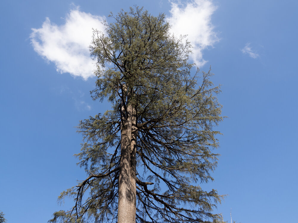 Guardians of the Lonely Pine
