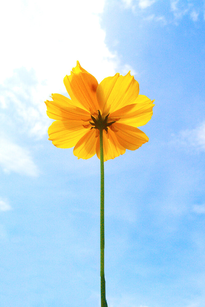 Photograph by Tung Vu Thanh