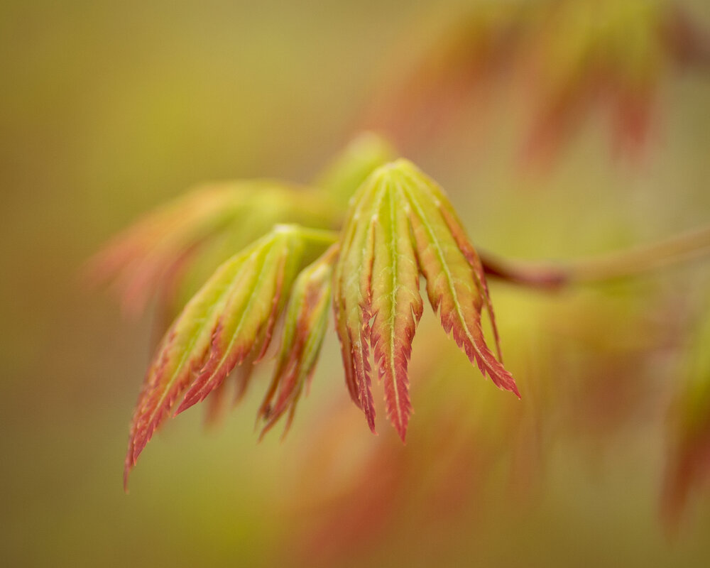 Фотография автора Kuramochi Kunio