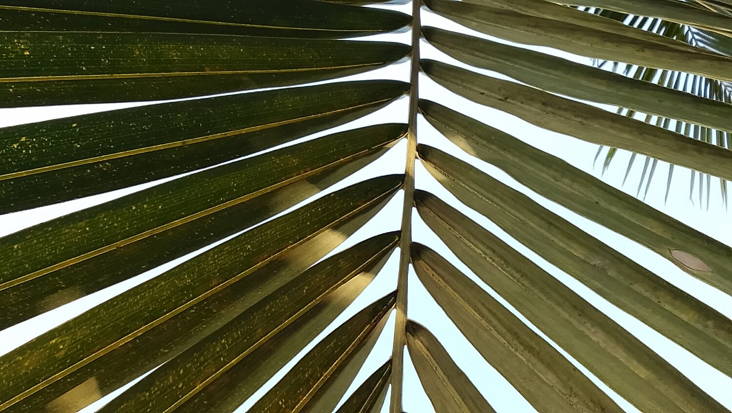Photo #13792913