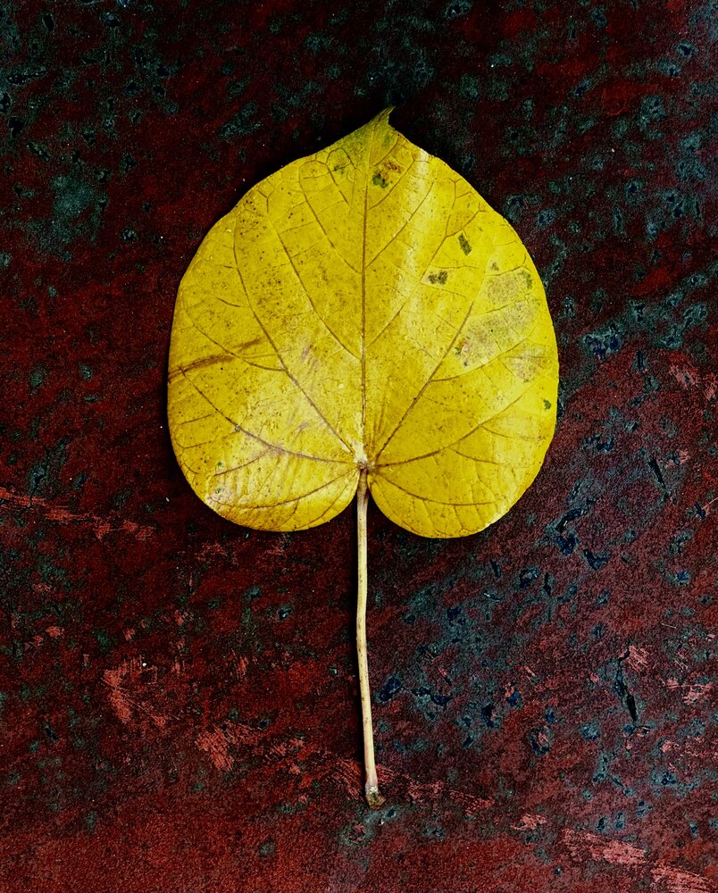 Photograph by Erilina Larisa