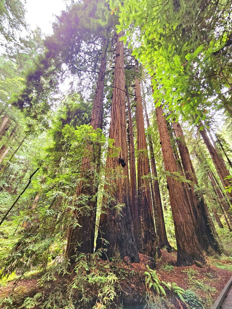 Фотография автора Elena Polonetskaya