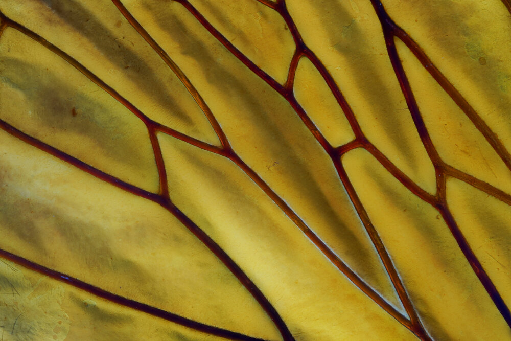 Yellow in trend