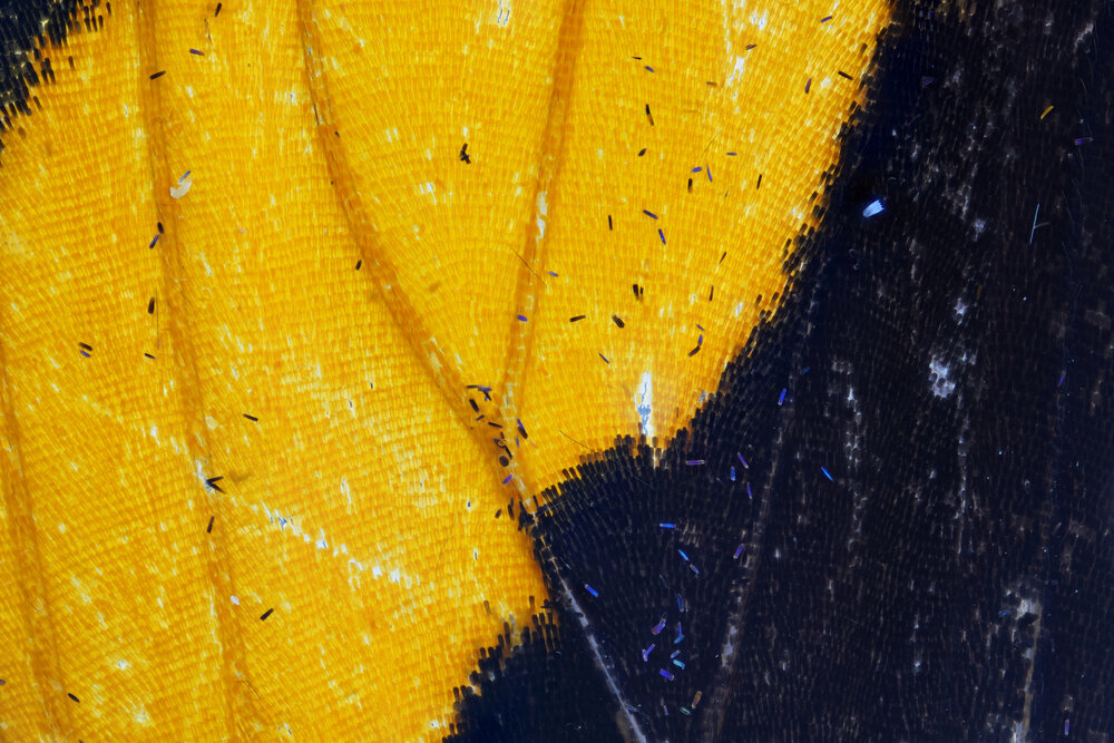 The extreme in yellow