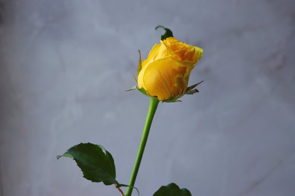 Photograph by Наталья Половая