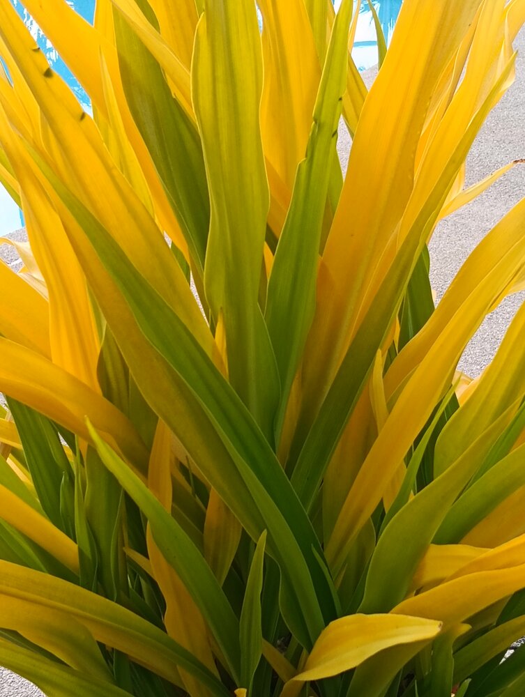 Glowing leaves
