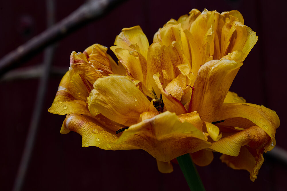 Photograph by Роман Соложенкин