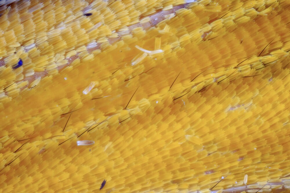 All the way yellow