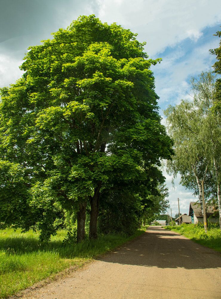 Photograph by Екатерина Счасная