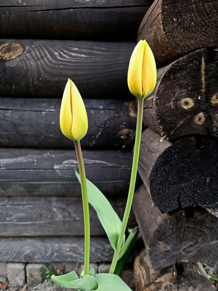 Photograph by Елена Пархоменко